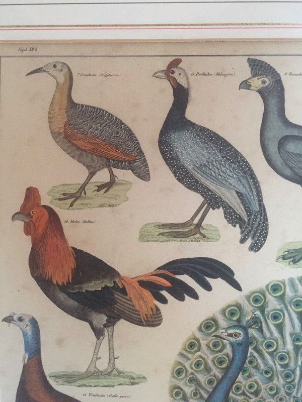 C. Mayer Color Lithograph Oken's Natural History Zoology Hahn Peacock Antique gallery