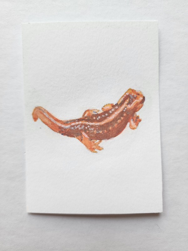ACEO Original Abstract Acrylic Painting Emperor Newt Mandarin Salamander by Kiva