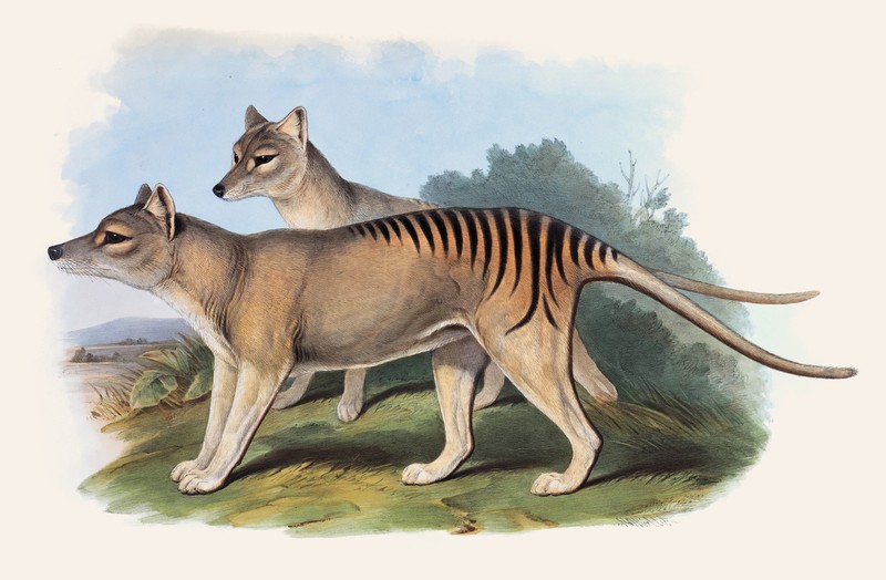 John Gould Native canvas print Tasmanian Tiger painting Vintage poster Australia