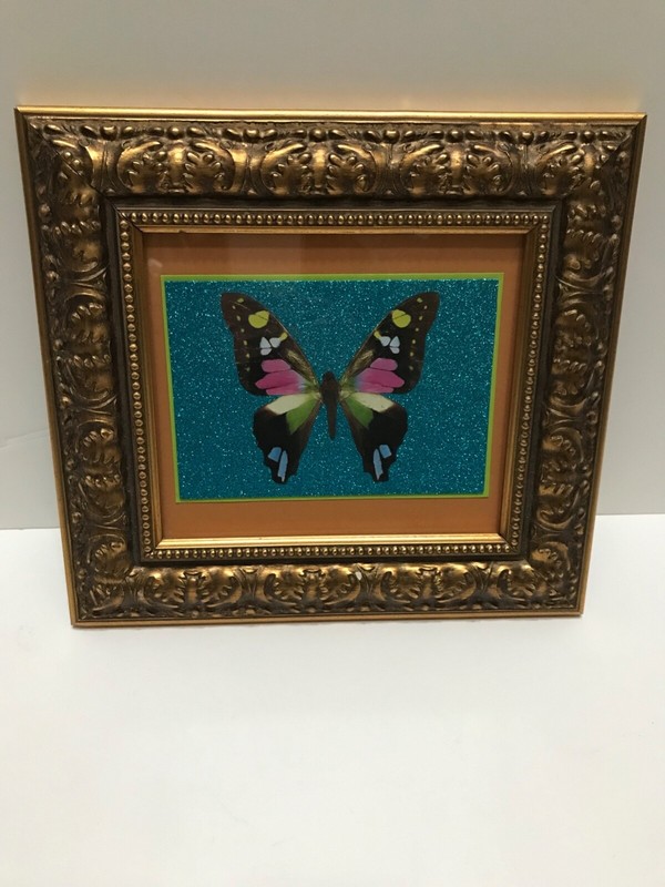 Ornate gold custom frame vintage print butterfly