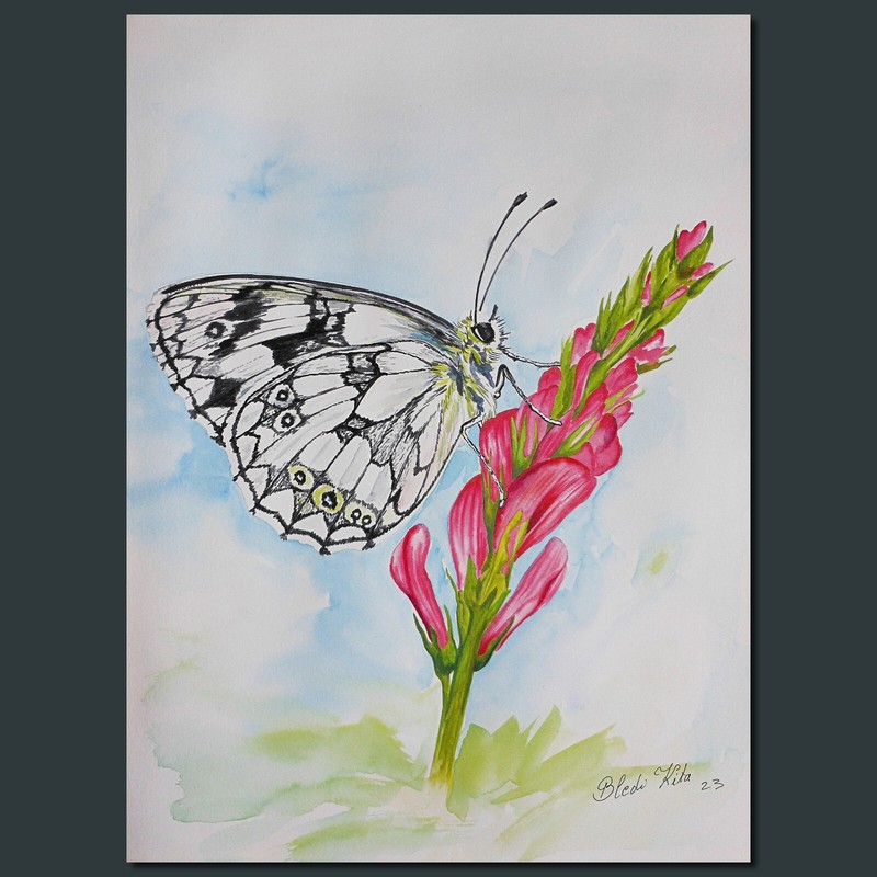 Butterfly painted with watercolor on paper 29 x 40 cm