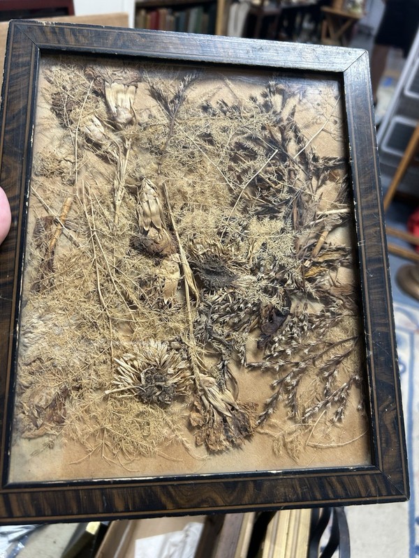 VICT.Assort.FOLK ART Antique FLORAL BOTANICAL DRY PRESSED FLOWERS, Orig Frame !