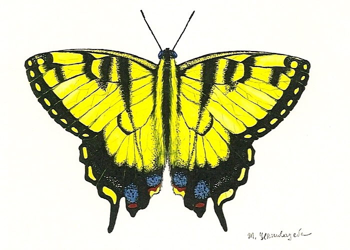 ACEO PRINT OF PAINTING TIGER SWALLOWTAIL BUTTERFLY RYTA Insect Nature Folk Art