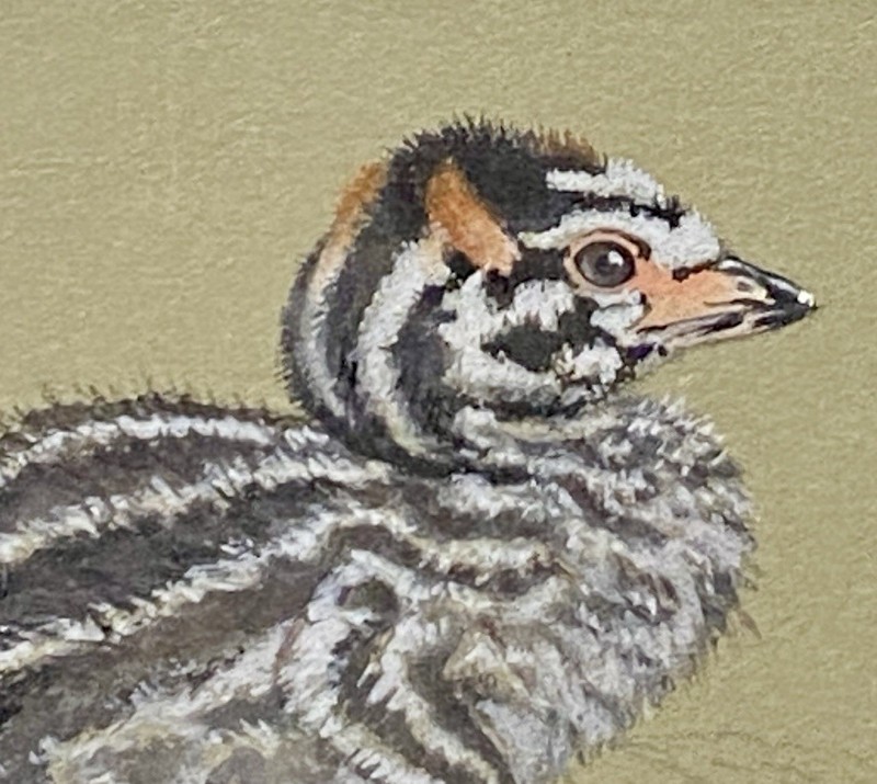 Original Vint. Pied-bill Grebe Bird Art Painting by Walter Weber, Signed, 1930 gallery