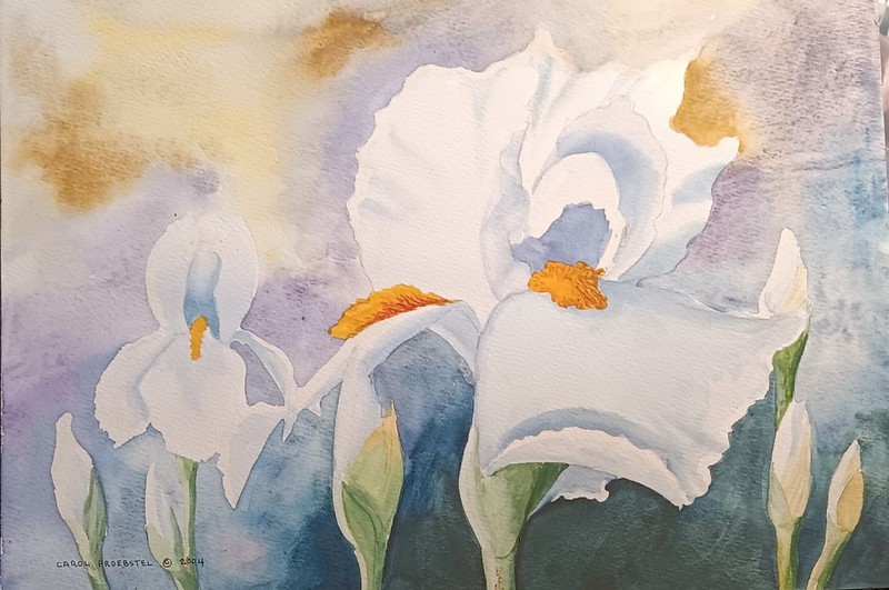 Original watercolor painting white iris impresionistic Carol Proebstel