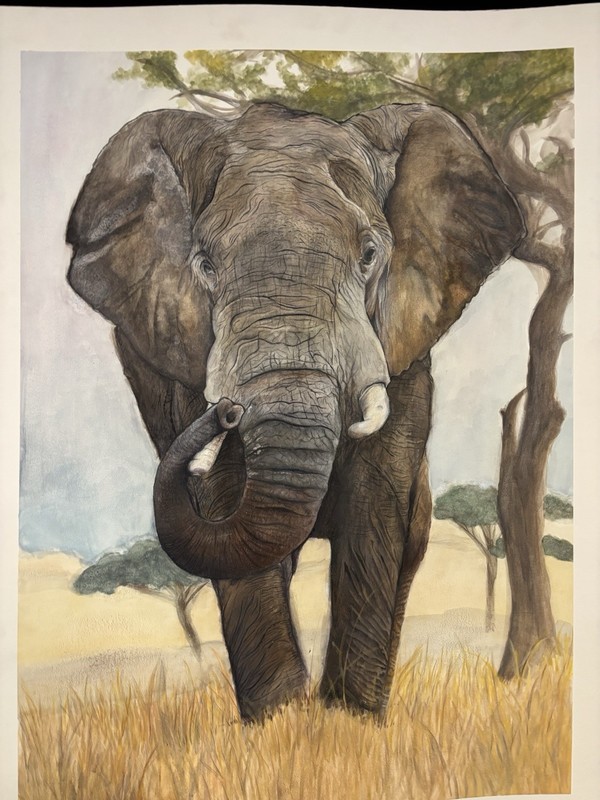 Realism Watercolor/color pencil Elephant