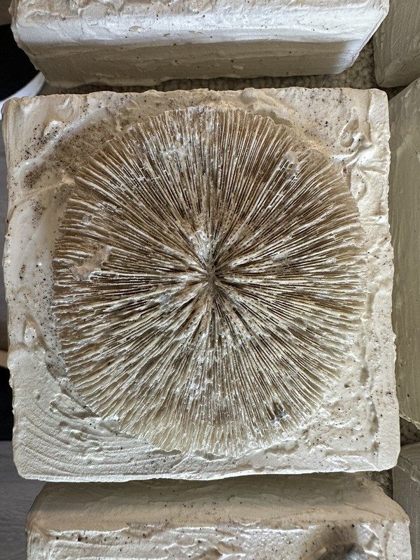beachy Signed Art Work And Starfish Box gallery