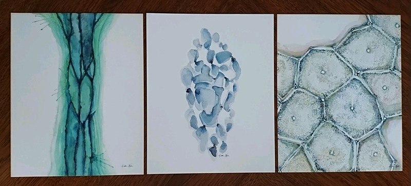 Lot of 3 Anatomy Watercolor Prints Artist Kaitlin Walsh Paintings 8″ x 10″