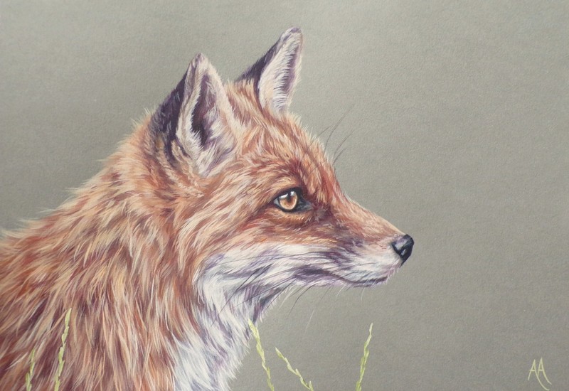 Fox – Original Painting by Alison Armstrong – Wildlife /Animal Art – A4