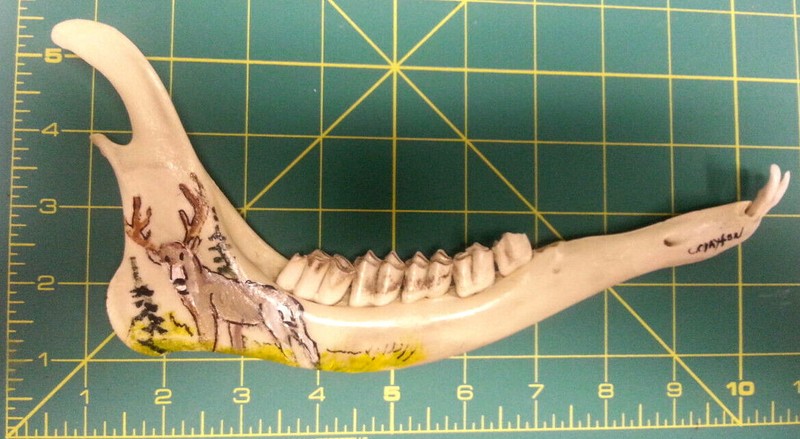 Hand Painted Prong Horn Antelope Jawbone – Alaska Artist Carol Clayton – Nice !