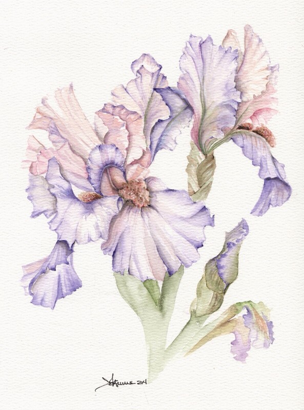 Flowers, Iris, Pale Pink Lavender watercolor painting, Matted Botanical 8×10