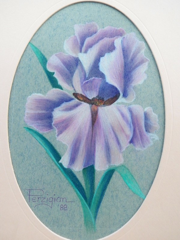 1988 Alice Perzigian Colored Pencil DRAWING of an IRIS Flower Signed