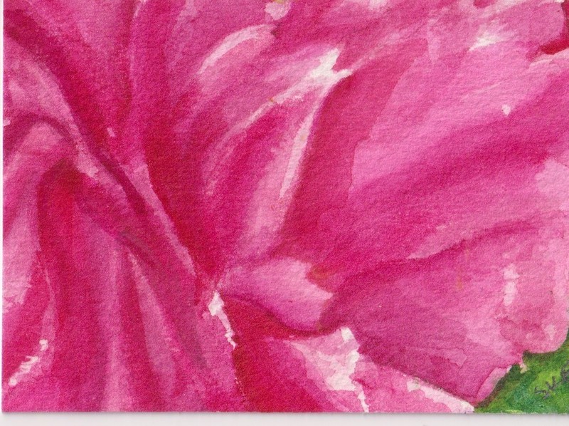 Original ACEO Pink Peony Watercolor Painting - Art by Sharon Foster - Flower gallery