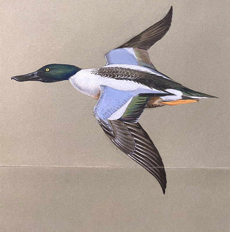 Orig. Bird/Duck Art Painting - Shoveler by Walter Weber, Ini. W.A.W, Dated 1931 gallery