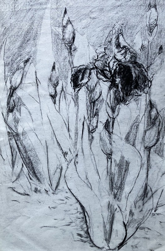 Iris Flower Study – 25×35 cm Original Pencil Drawing by Dorothy Laz