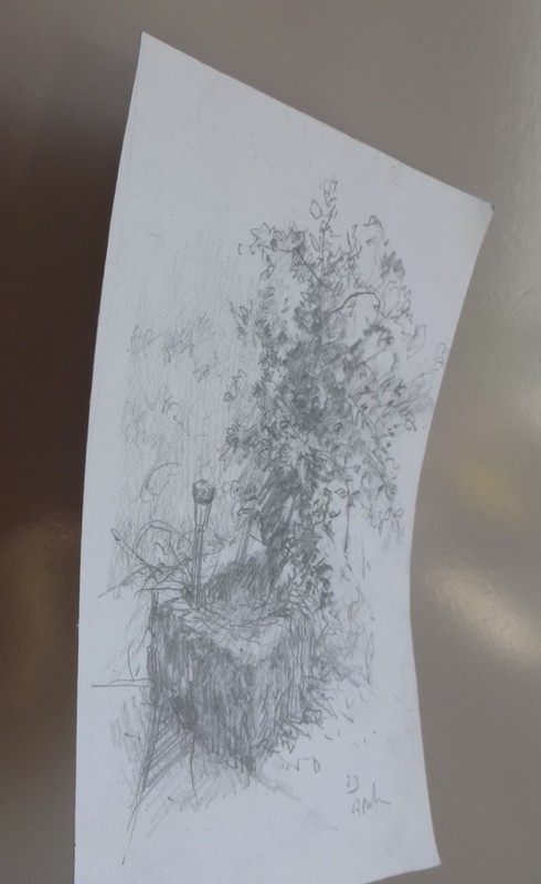 GERRY MILLER. “Still life, Plant”. Pencil Drawing on Paper.14x20cm. gallery