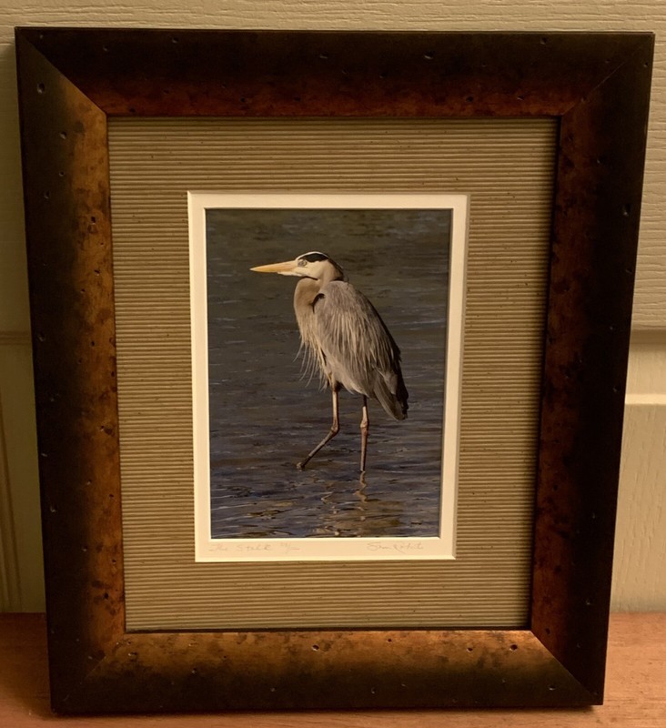 Susan Robert’s Photography Framed 11×9 “The Stalk” Heron Numbered 29/150