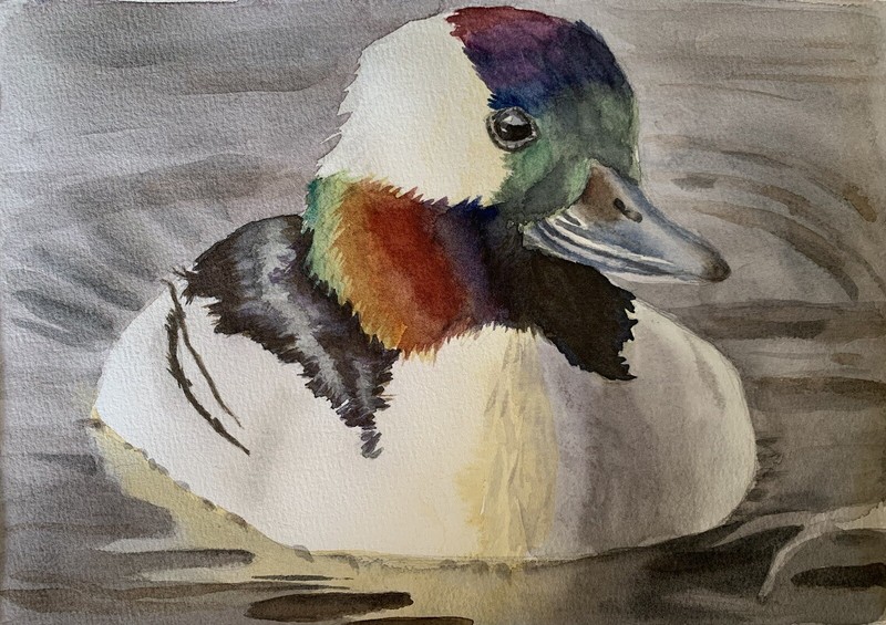 Made to order Original watercolor painting Bufflehead Duck bird artwork duck art