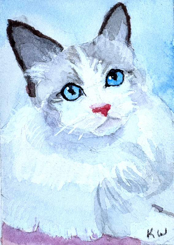 ACEO Rag Doll Cat, Cute Kitten, Original Watercolor by Karen A. Williams
