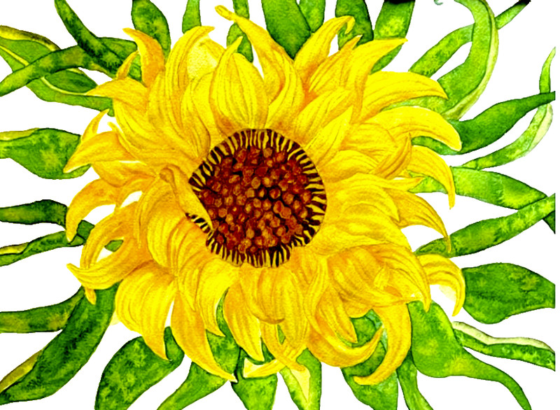 PAINTING WATERCOLOR ORIGINAL ART SUNFLOWER FLOWER YELLOW BROWN 11X14 MAT 16X20