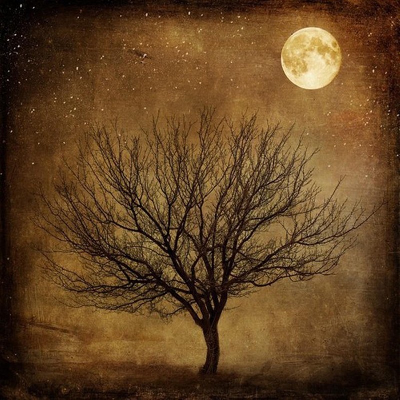 Museum quality oil painting handpainted on canvas»tree,moon»
