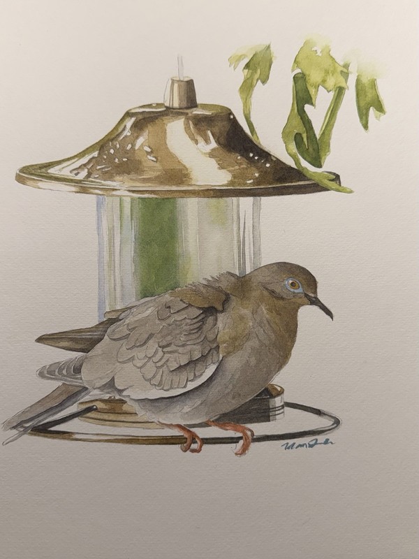 Watercolor Painting • Dove at the Birdfeeder • Original Work • 9×12 inches