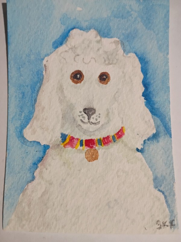 Original ACEO Impressionist White Poodle Dog Watercolor Painting, Sharon Foster gallery