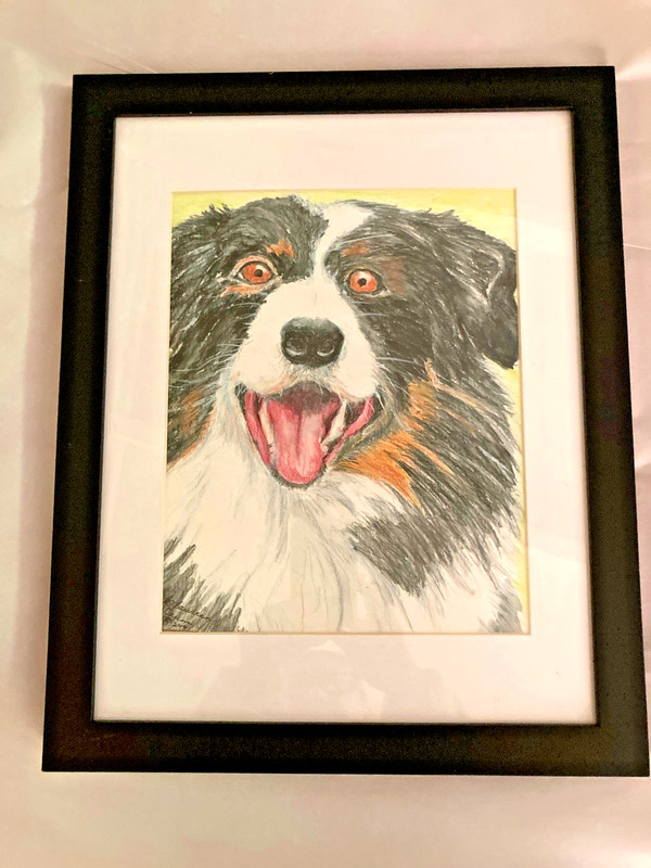 Framed Original Australian Shepherd Portrait by Maureen Crum © 2016 15.5×12.5″