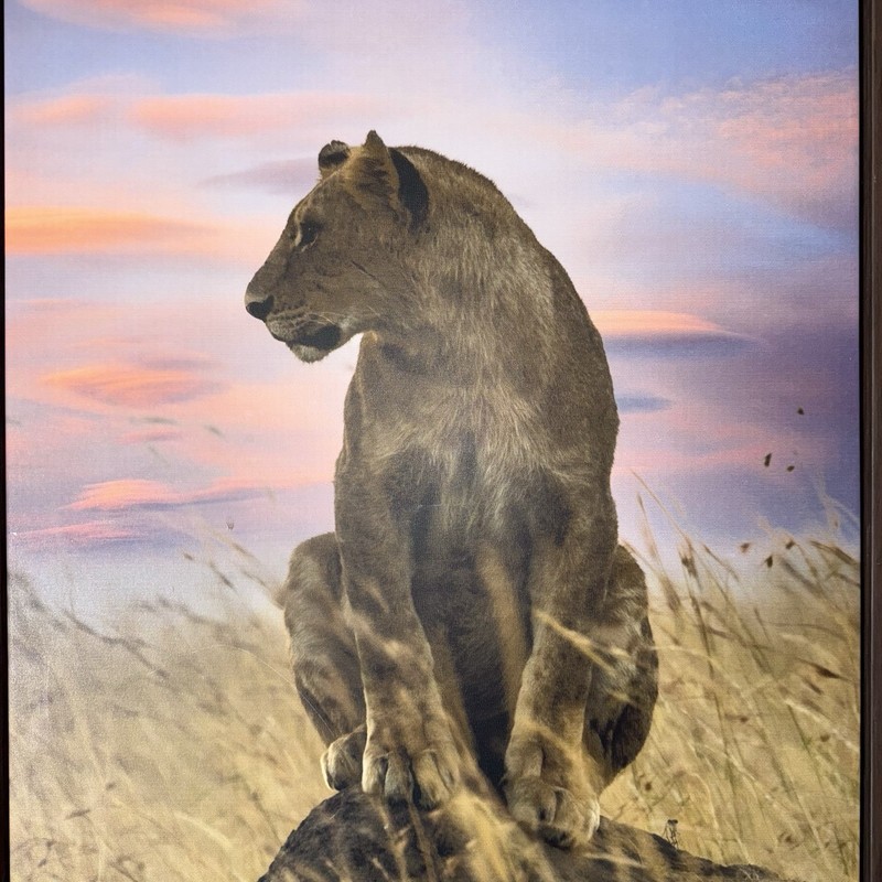 Stupell Industries Strong Lioness at Sunset Canvas By Danita Delimont 3’/2’