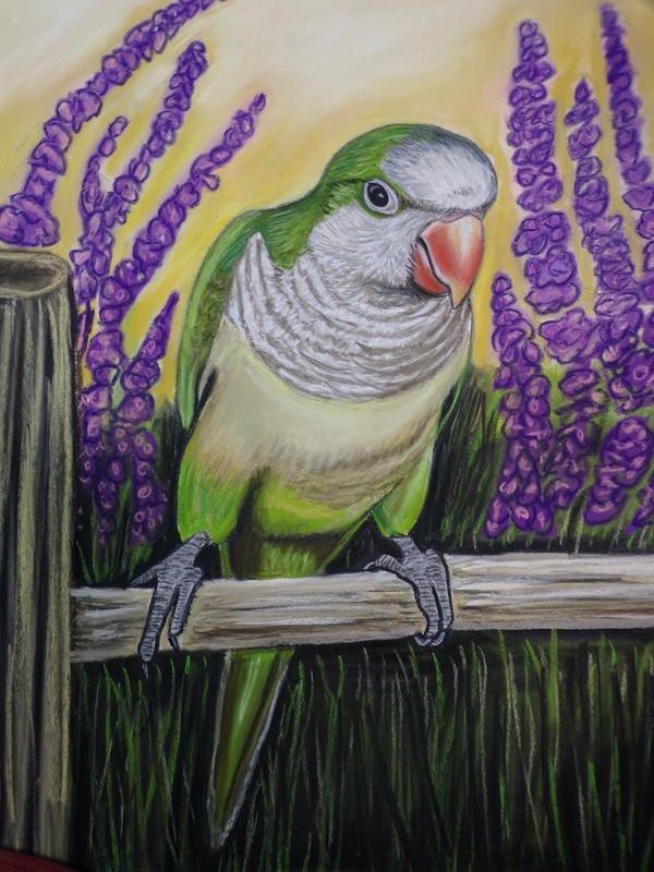 Quaker Parrot original painting