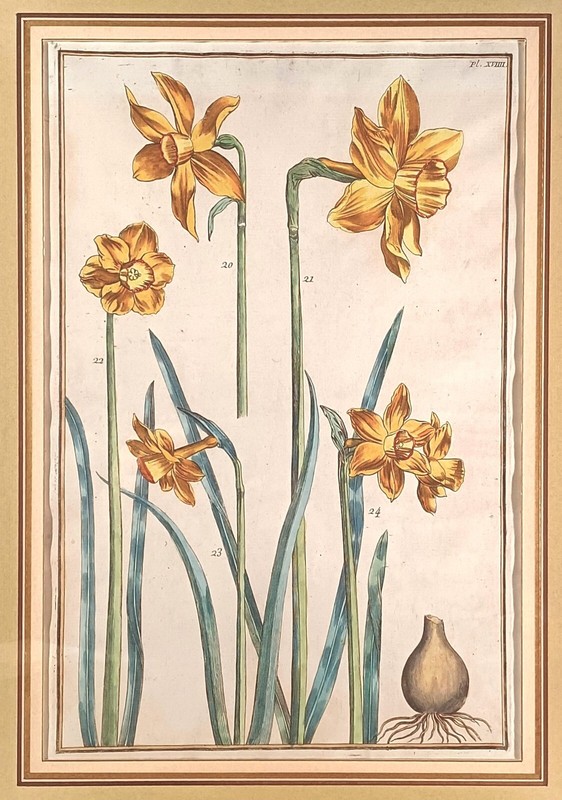 ANTIQUE HAND COLORED MARIA SIBYLLS MERIAN (1647-1717) GERMAN BOTANICAL BOOKPLATE gallery