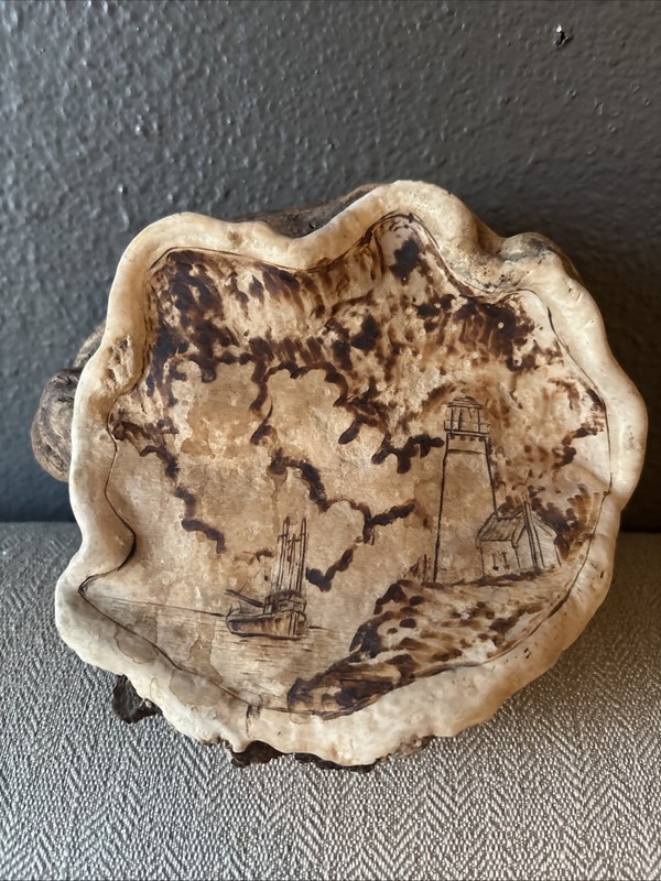 3D Turkey Tail Mushroom/Fungus Sea Scape Scene
