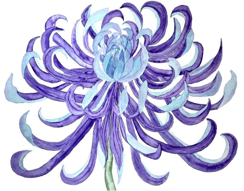 PAINTING WATERCOLOR ART CHRYSANTHEMUM FLOWER PURPLE BLUE MUM 11X14 and MAT 16X20