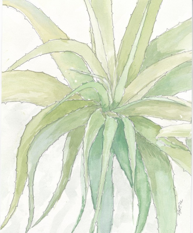 Watercolor Green Aloe Vera Contemporary by Olga Tremaine Unframed on Paper
