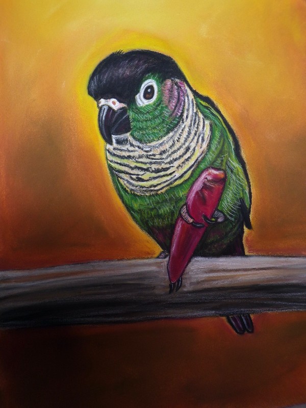 Green Cheeked conure parrot art print of original painting