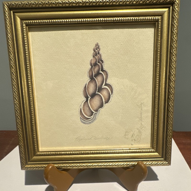 Karyn Frances Gray Shell Series Framed Watercolor Painting Shell 6.5 x 6.5 in