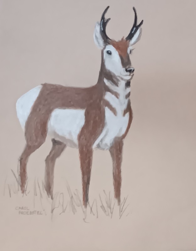 original drawing graphite charcoal chalk color pencil antelope Carol Proebstel