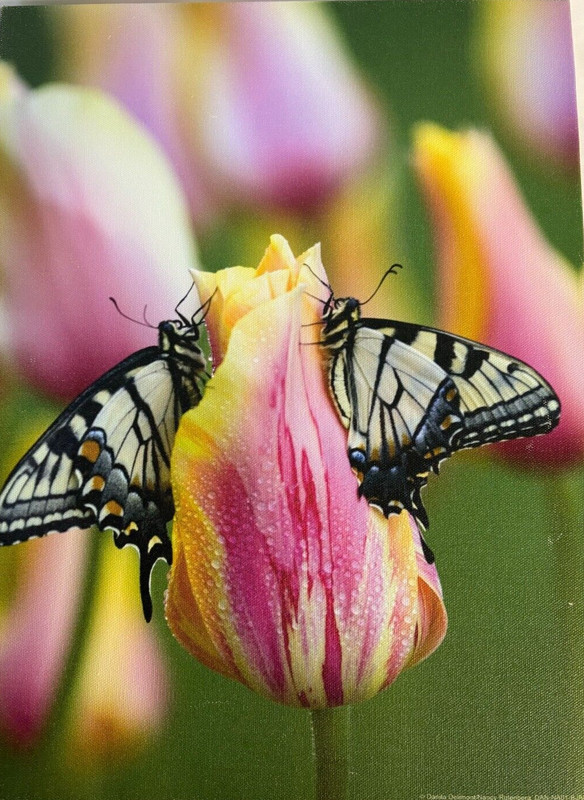 Butterflies On Tulip Canvas Art by Art.com 16 x 12 x 1.5 Original Box