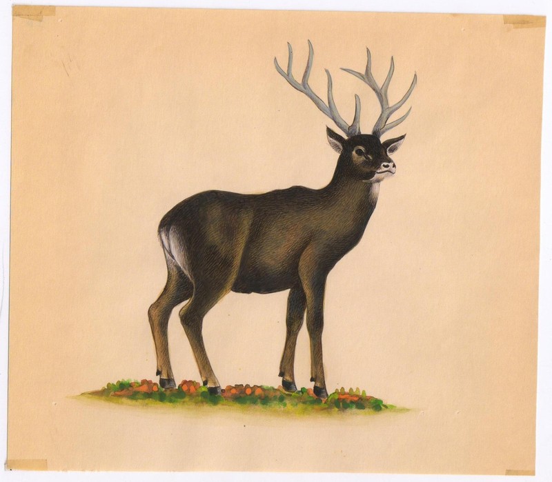 Animal Miniature Water Color Painting Hand Painted Black Buck Wild Life Scene