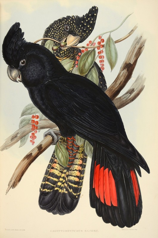 John Gould art painting Vintage Australia Bird print canvas cockatoo poster