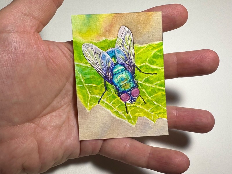 Watercolor Painting Fly Insect Nature ACEO Art No.145 gallery
