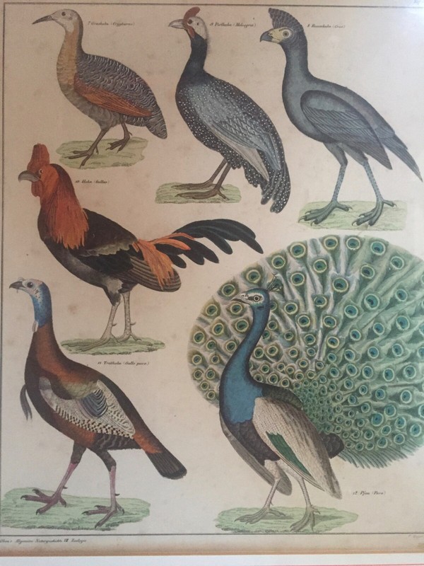 C. Mayer Color Lithograph Oken's Natural History Zoology Hahn Peacock Antique gallery