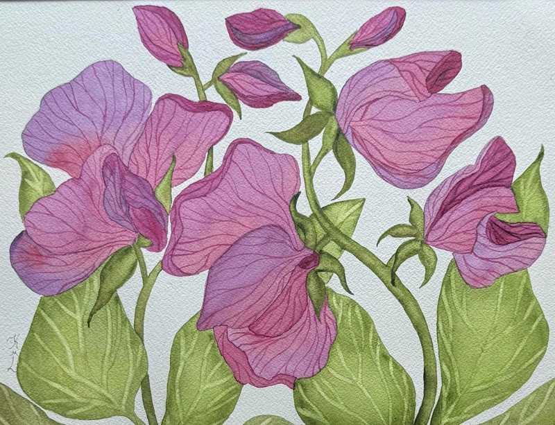 PAINTING WATERCOLOR FLOWER SWEET PEA VIOLET PURPLE MAROON 11X14 & MAT 16X20 ART