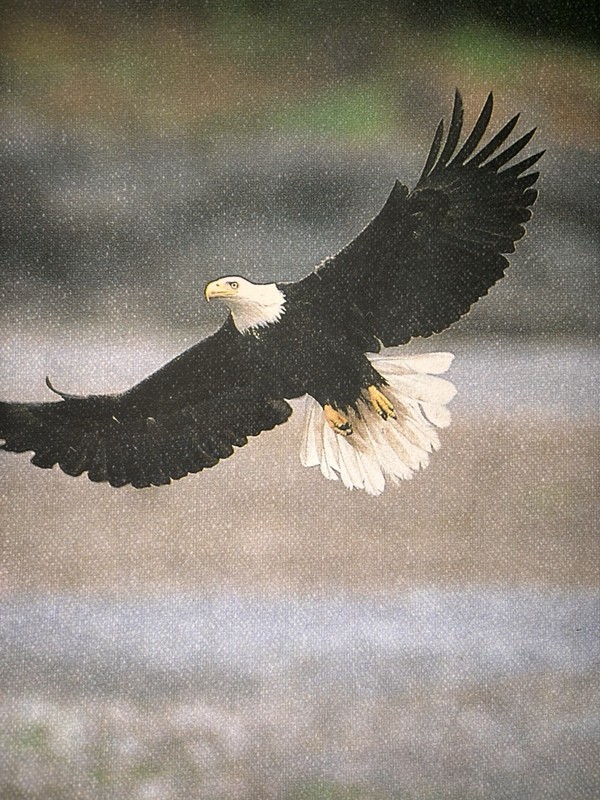 Eagle Oil Painting Shadow Western Art Original Signed by Artist Big Bear Lake