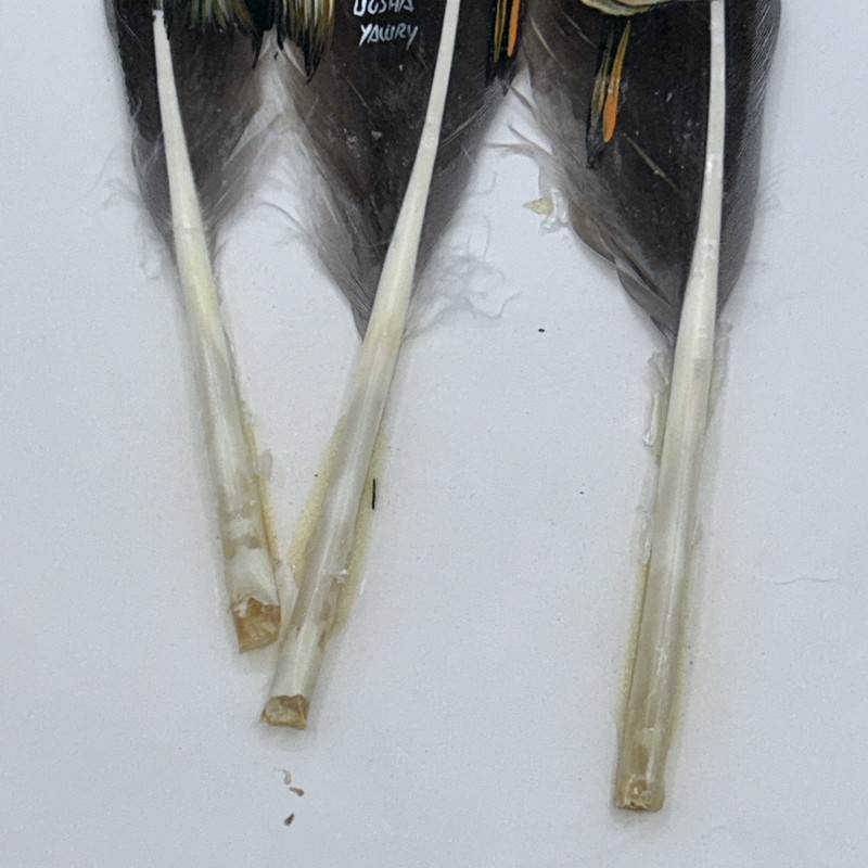 Horse Painting On Turkey Feathers Ecuadorian Artist Ugsha Yawry Signed BEAUTIFUL gallery