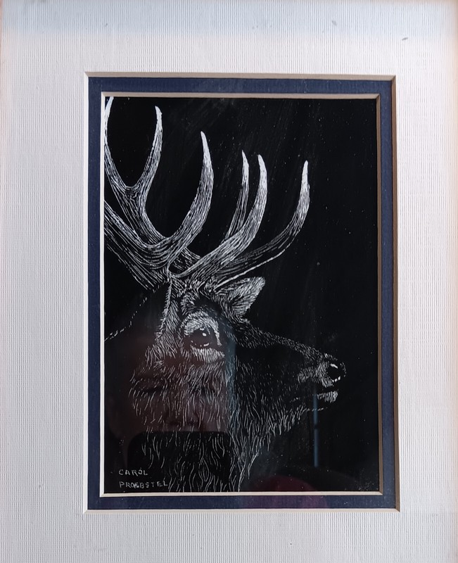 original scratchboard drawing etching elk wapati deer Carol Proebstel