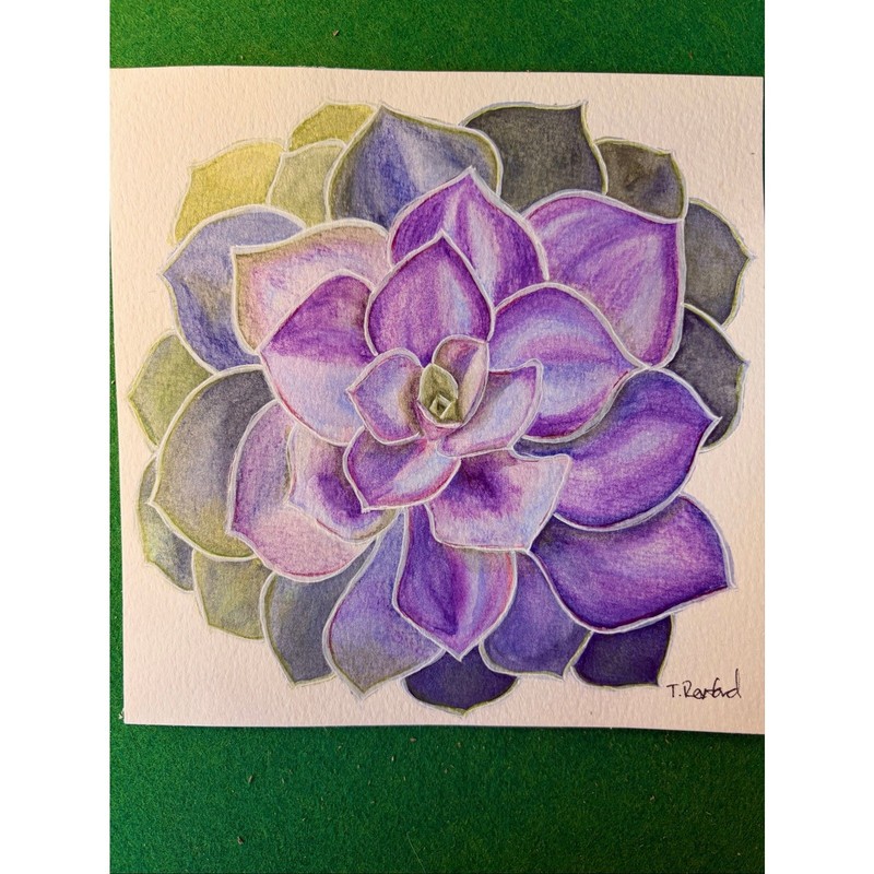 Handmade watercolor pencil original painting purple green succulent
