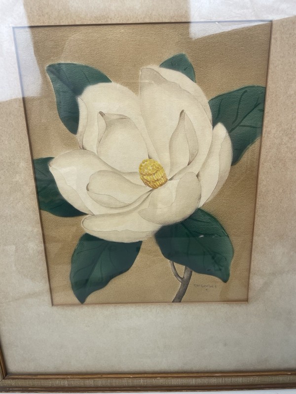 WHITE MAGNOLIA Watercolor Signed by Shirrell Graves (1884-1954) gallery