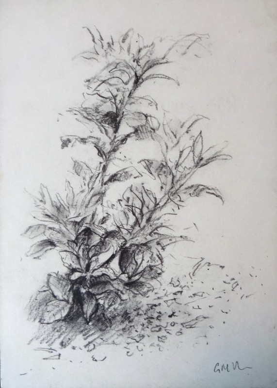 GERRY MILLER – Original Drawing «Garden Plant» Graphite Pencil on paper.A4