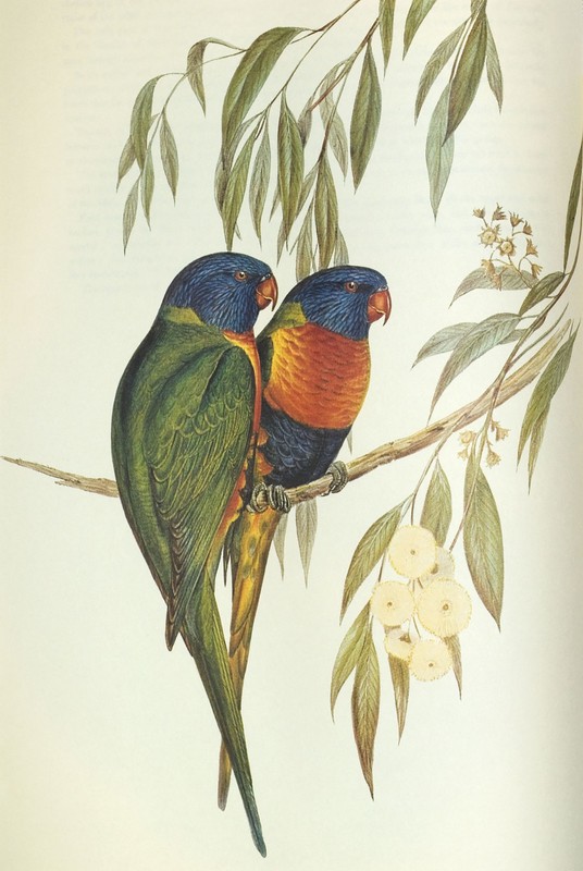 John Gould Native bird Rainbow Lorikeet art print painting Vintage Australia